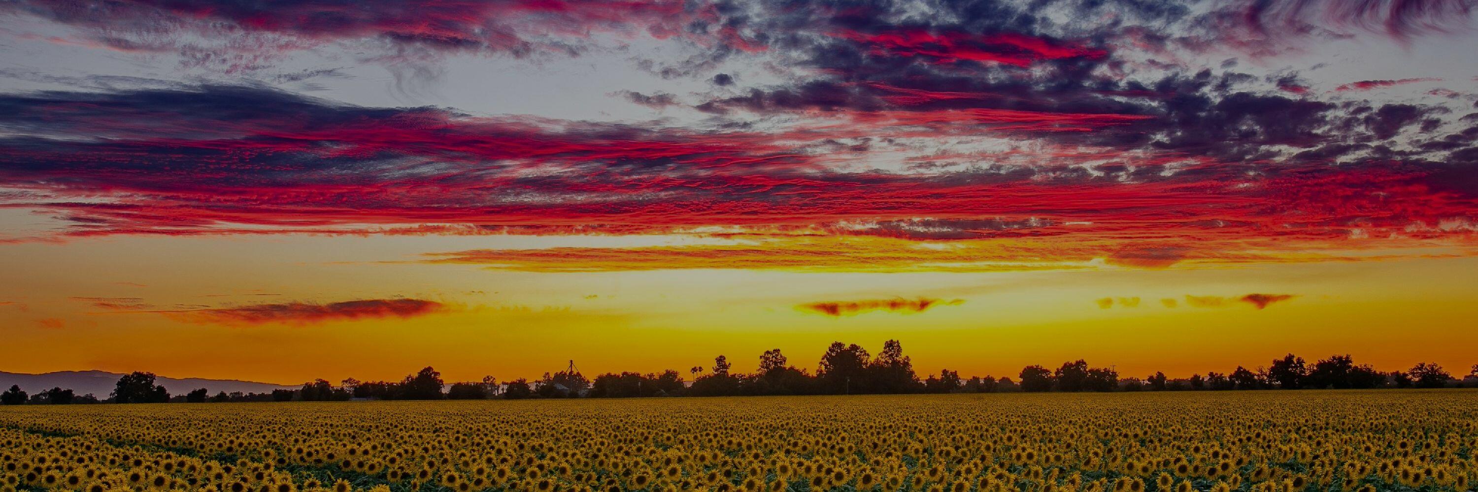 Woodland, California Sunflower Field at sunset